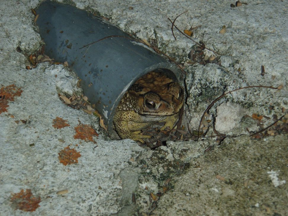 Cryptelytrops purpureomaculatus